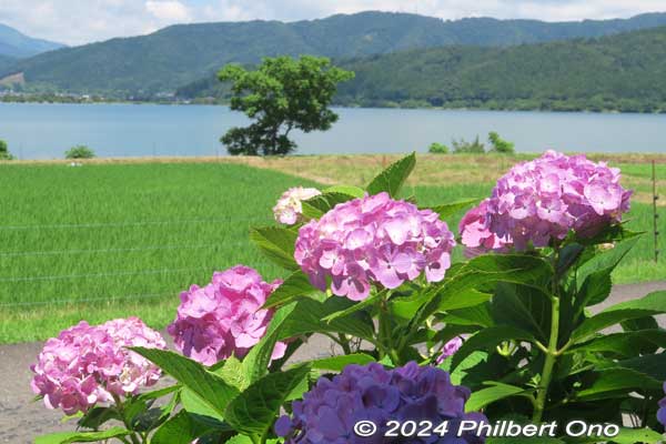 ShigaHeadlines's tweet photo. With the end of the rainy season, say goodbye to hydrangea in Lake Yogo (late June). Looking to be a hot summer, beware of heat illness. Compiled major news headlines in Shiga for Jan.–June 2024: https://t.co/s4v8Wx5Dl2 https://t.co/f2ZMqyQycG