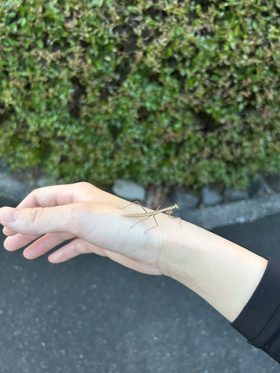 ギンヤンマ擬人化(1枚目)
⚠️以降はギンヤンマとカマキリ写真 