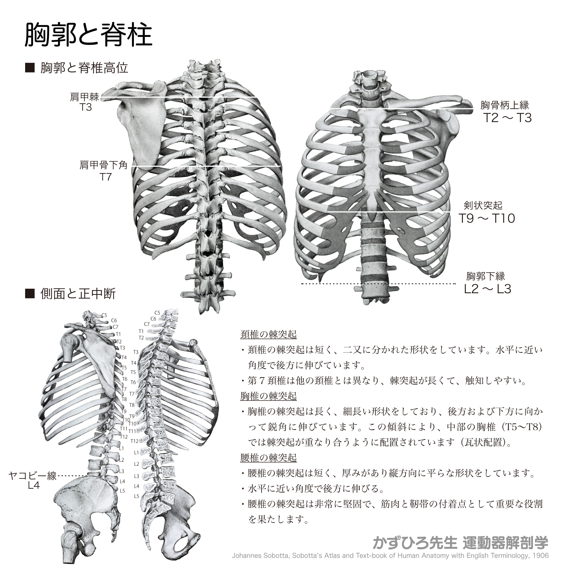 下肢から診る身体の機能構造 脊椎の解剖｜脊椎手術.com