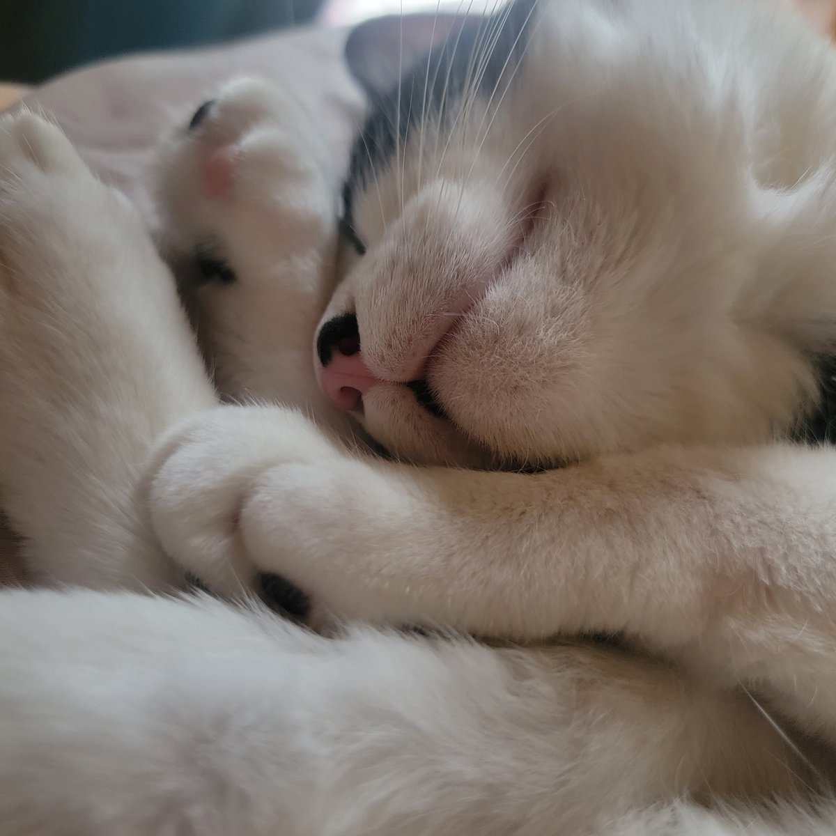 Sweet Little Josie 
#catstagram #CatsofTwittter