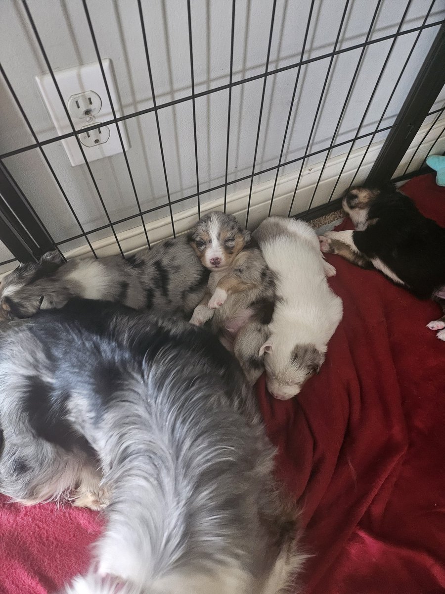 Rhicarson tweet media