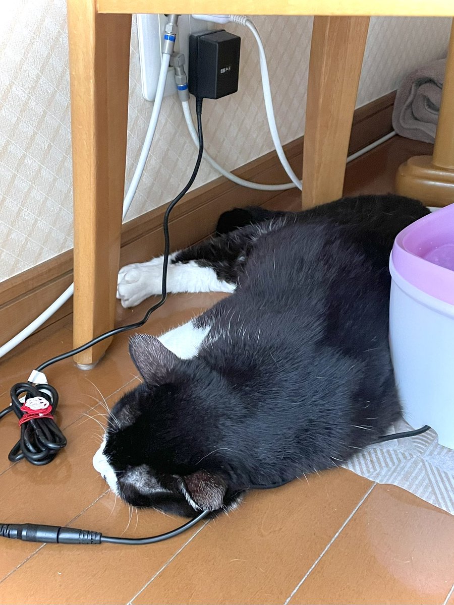 mayu20050211's tweet photo. アメブロを投稿しました。
『♡2024.07.09.火.ねこ♡』
#アメブロ #ねこ #猫 #ネコ #クロにゃん #くぅちゃん #くぅたん #くぅ太郎 #姫 #mayuごはん
 https://t.co/zNpR6JzM6X https://t.co/tFUFWh7xXH