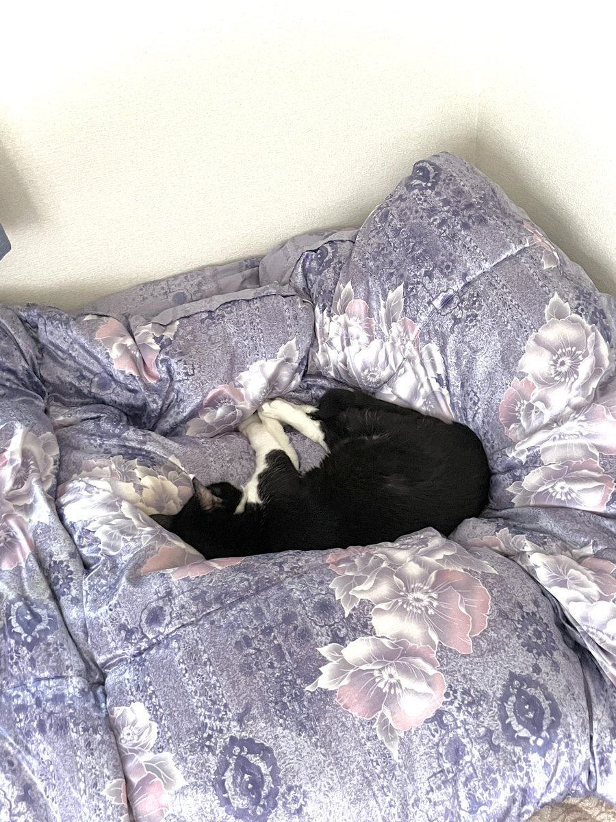 mayu20050211's tweet photo. アメブロを投稿しました。
『♡2024.07.09.火.ねこ♡』
#アメブロ #ねこ #猫 #ネコ #クロにゃん #くぅちゃん #くぅたん #くぅ太郎 #姫 #mayuごはん
 https://t.co/zNpR6JzM6X https://t.co/tFUFWh7xXH