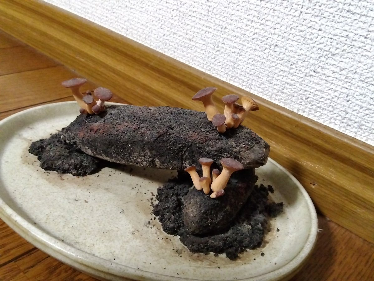 パンフラワー 楽天市場】V.ROAD パンフラワー専用ハサミ(フッ素加工) SE-123F