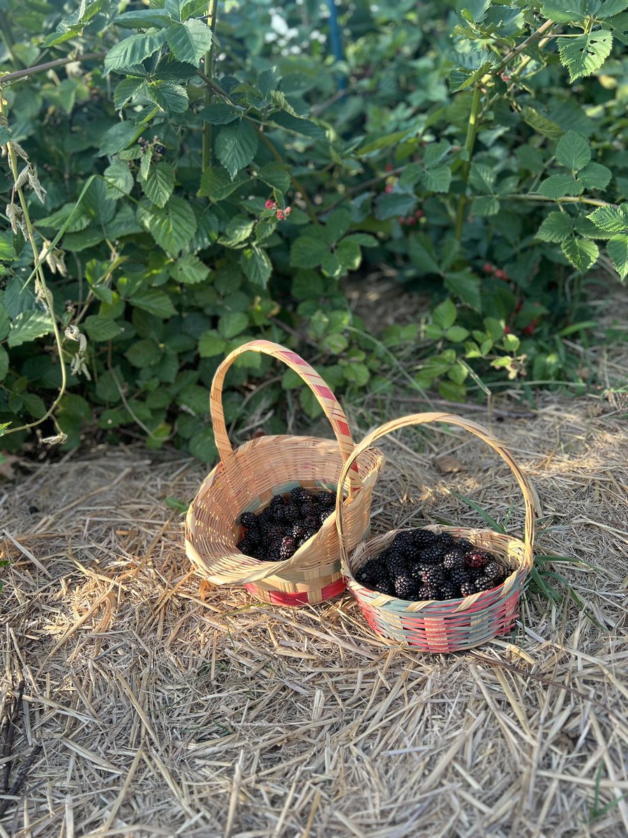 MaryRalles's tweet photo. Mission accomplished! Life goal today: get home before dark and pick blackberries in my garden. #Crowdstirke #Microsoft #countrygirl #leavinglasvegas red https://t.co/OZIYA0lAnH