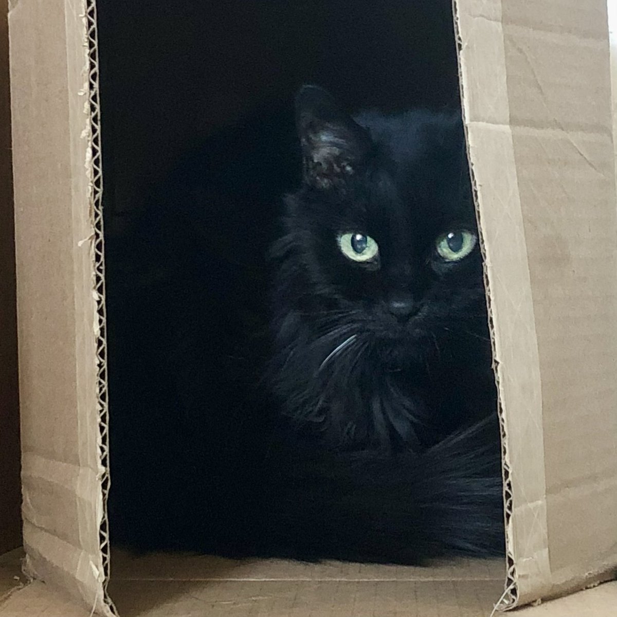peterdiseth's tweet photo. A dear friend’s longtime cat companion passed away yesterday, so this week’s #caturday is dedicated to those we’ve loved and lost. Below is Kitty, the first cat I shared my adult life with. She was a wonder ❤️ https://t.co/0qQrOIdFn8