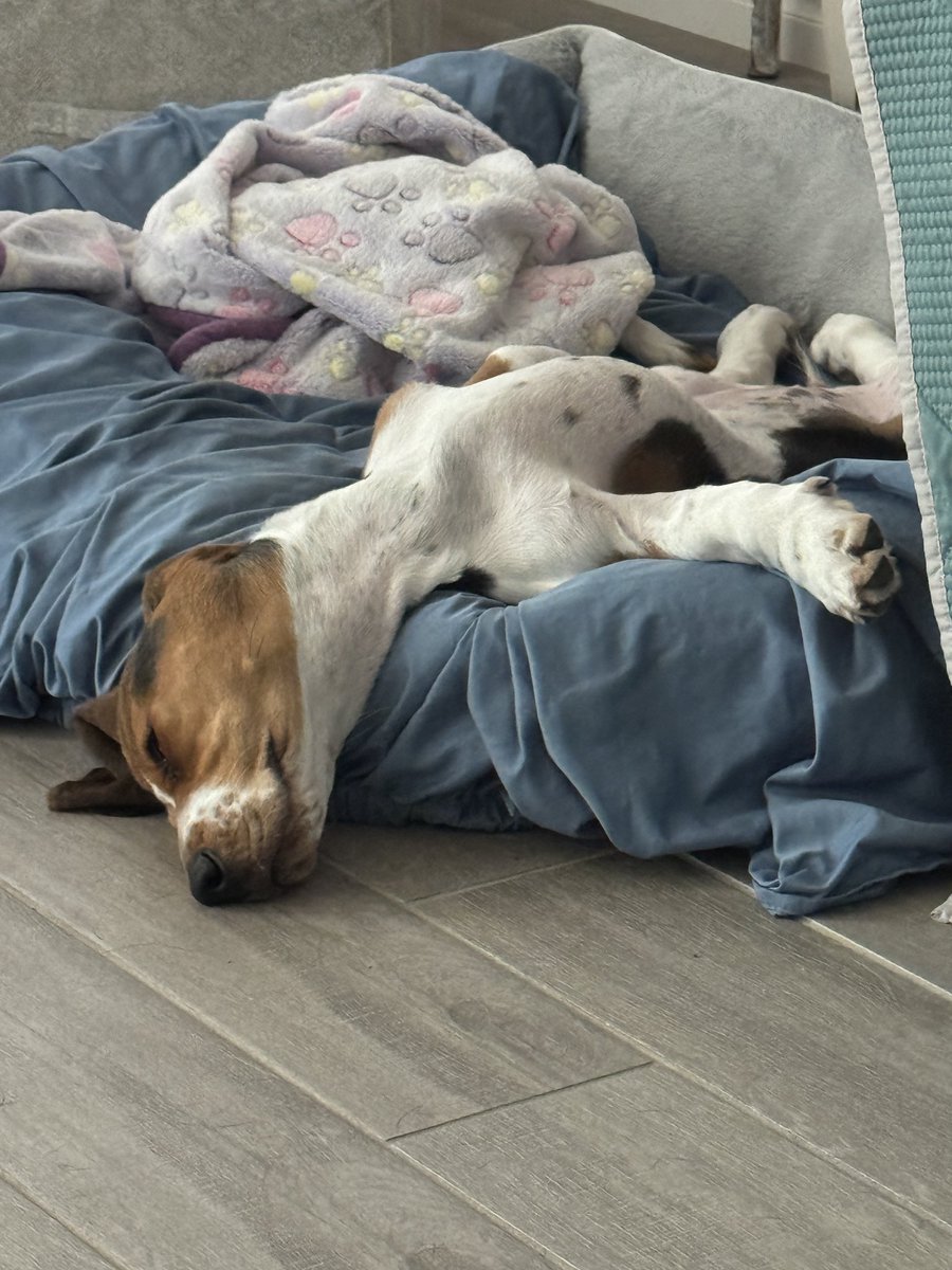 Foxy Escapes tweet media