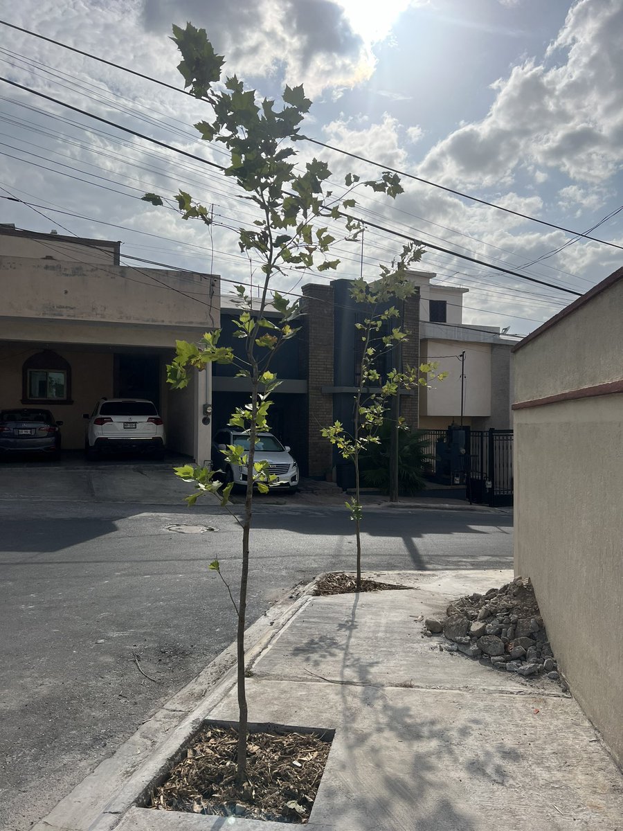 Estos son los primeros árboles del programa « Cada Familia un Árbol » 

Pon atención: si cada familia pone un solo árbol en su banqueta, el Área Metropolitana de Monterrey (AMMty), la ciudad puede tener al menos 800,000 árboles nuevos (casi el millón). 

Si tú haces la excavación