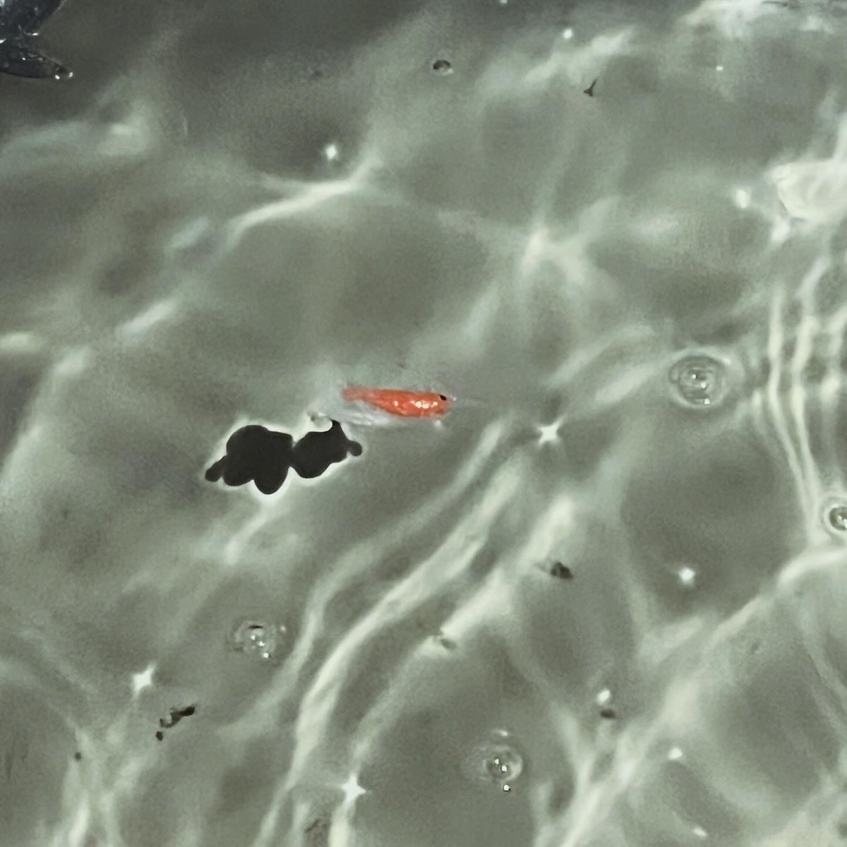 Make a wish in the Fureh ac leak bucket 🪣💧(see me if you want shrimps! 🦐)

#fureh2024 #fureh #furrycon #furryconvention