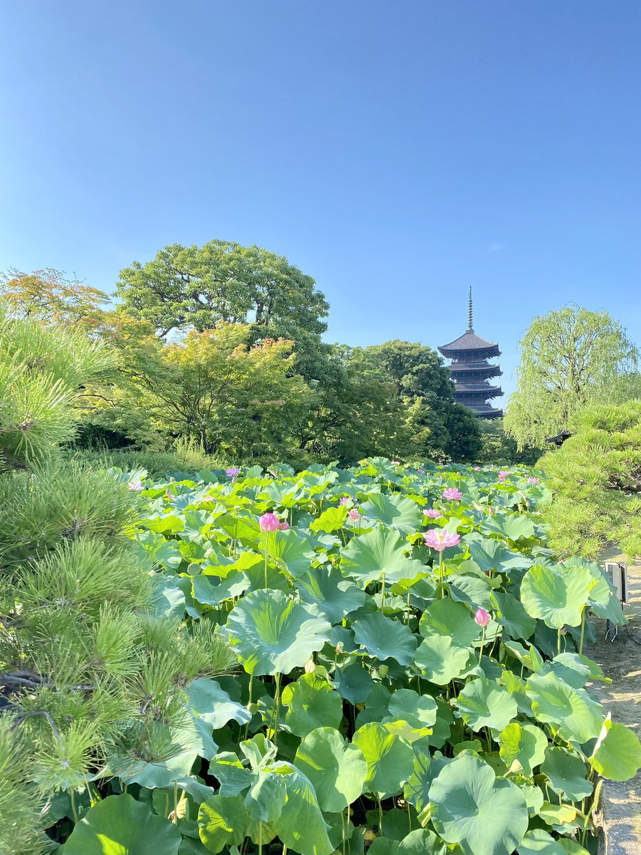 melodymsa's tweet photo. 東寺さんは
今日も賑わっています

#弘法市 https://t.co/m2L8Nyu7TO