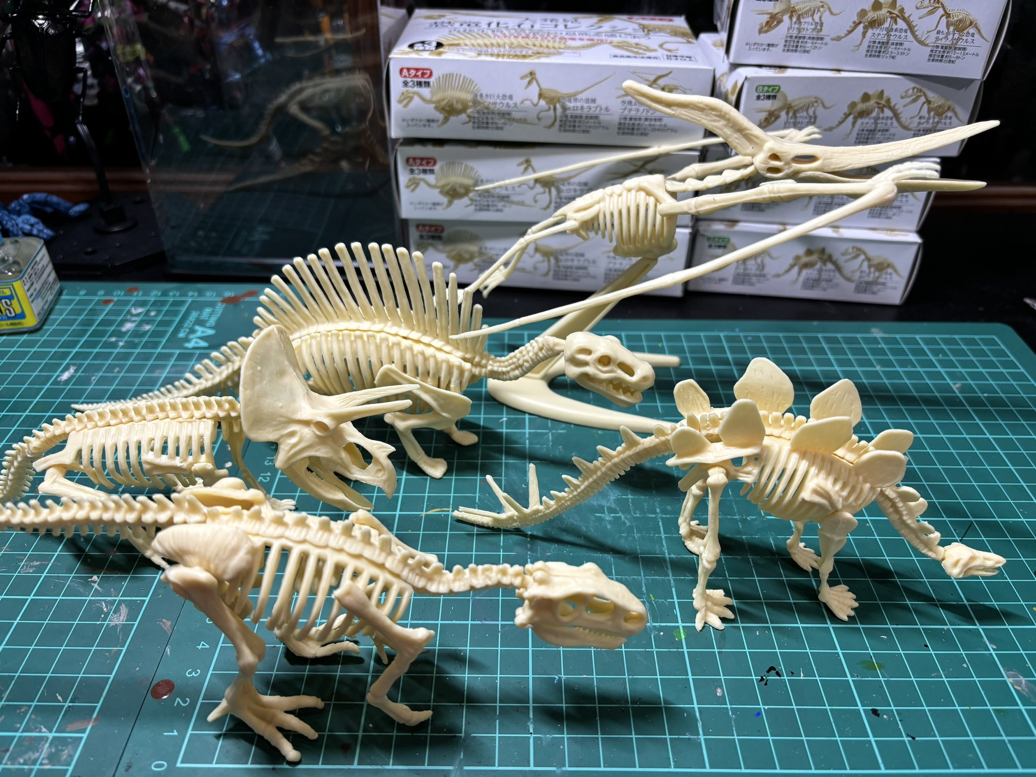 化石　E-12 化石E-12