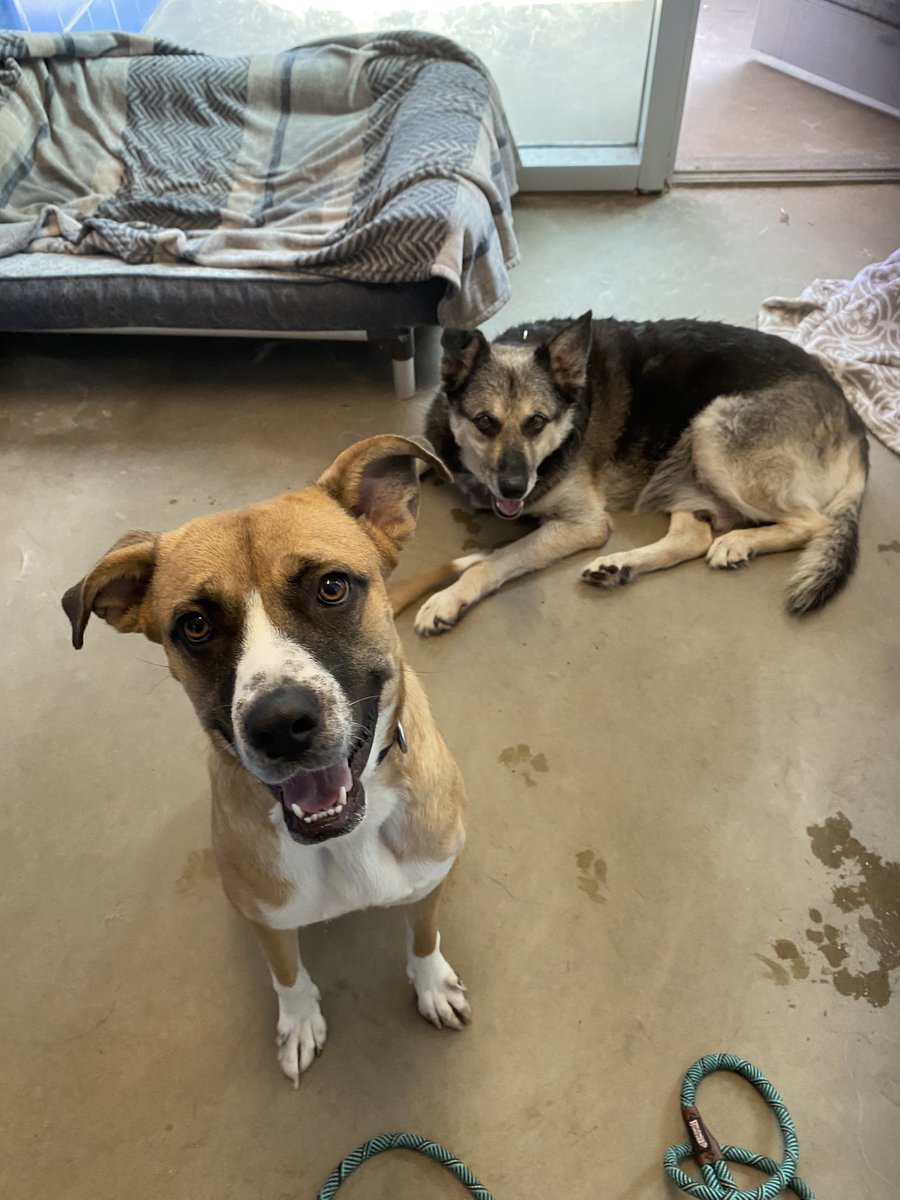 When it’s too hot to rest in your shelter bed and you’re 12 yrs old it’s time to go home! And he will, tomorrow 👅🐶🔔🐕 Now Americus asks if he can have a home too. Hurry in to <a href="/austinanimals/">Austin Animal Center</a> 11-6 everyday!