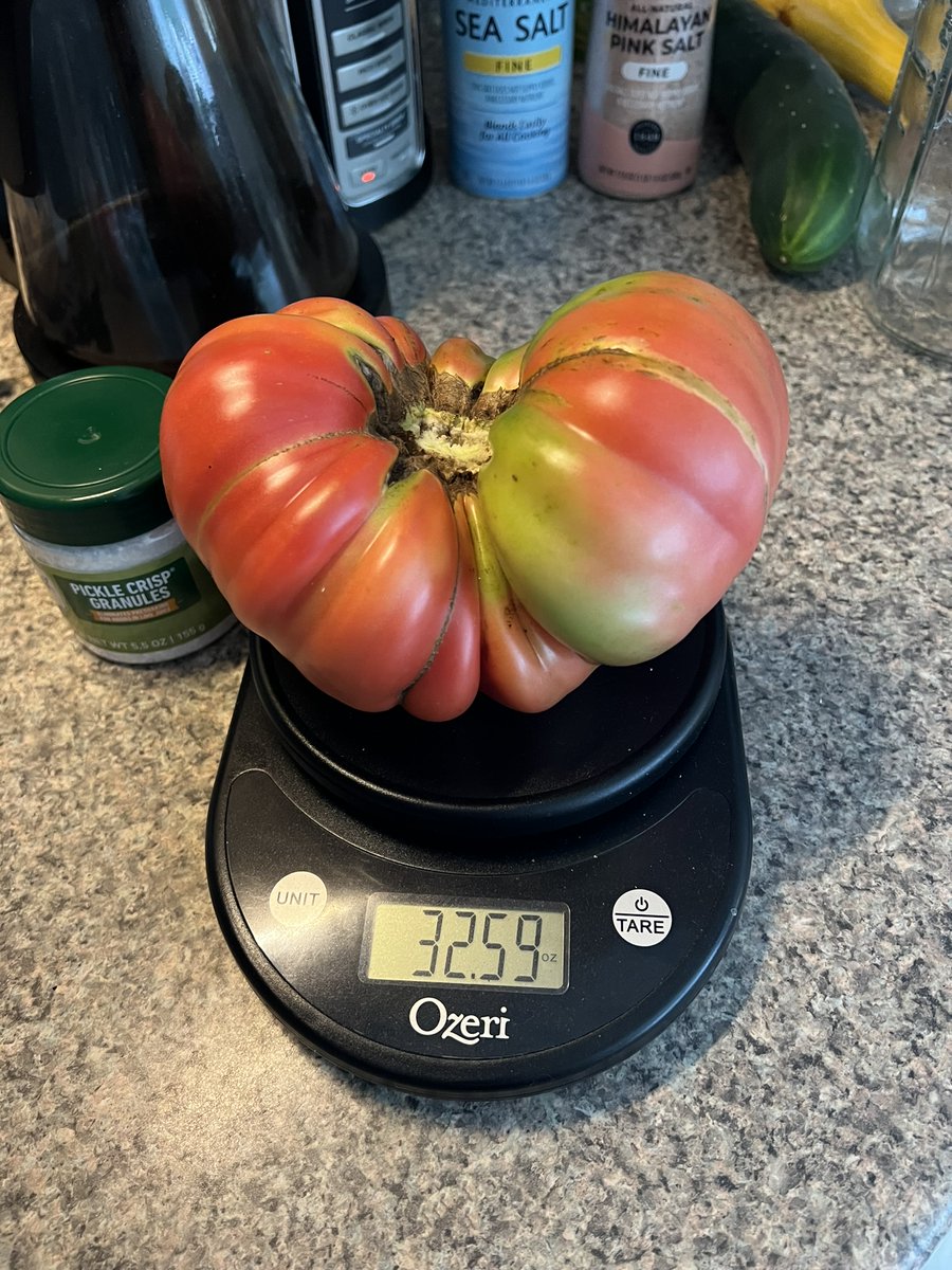 MatthewHiddemen's tweet photo. Gotta love a 2lb Pink Brandywine, even if it has a few days left to fully ripen. https://t.co/alaj7M90oT