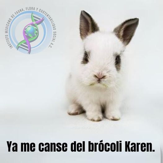 imffss_oficial's tweet image. O le cambias o se te acaba el conejito tierno. 😒🐰🤨🐇😠🐰😡🐇😤🐰
 #conejitos #bunny #karen #DoctorPlanta #DoctoraPlanta #DrPlanta #DraPlanta