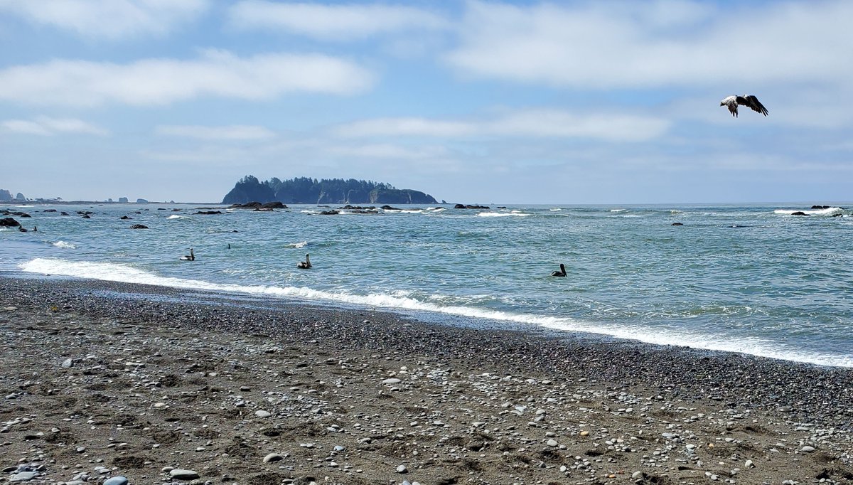 ZondaNature's tweet photo. Brown Pelicans at Rialto Beach https://t.co/2RNs8JHy8F