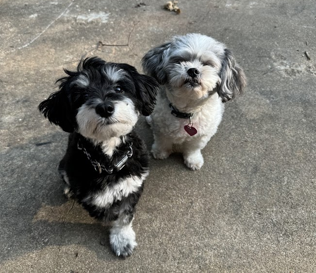 Joshua Brisco tweet media