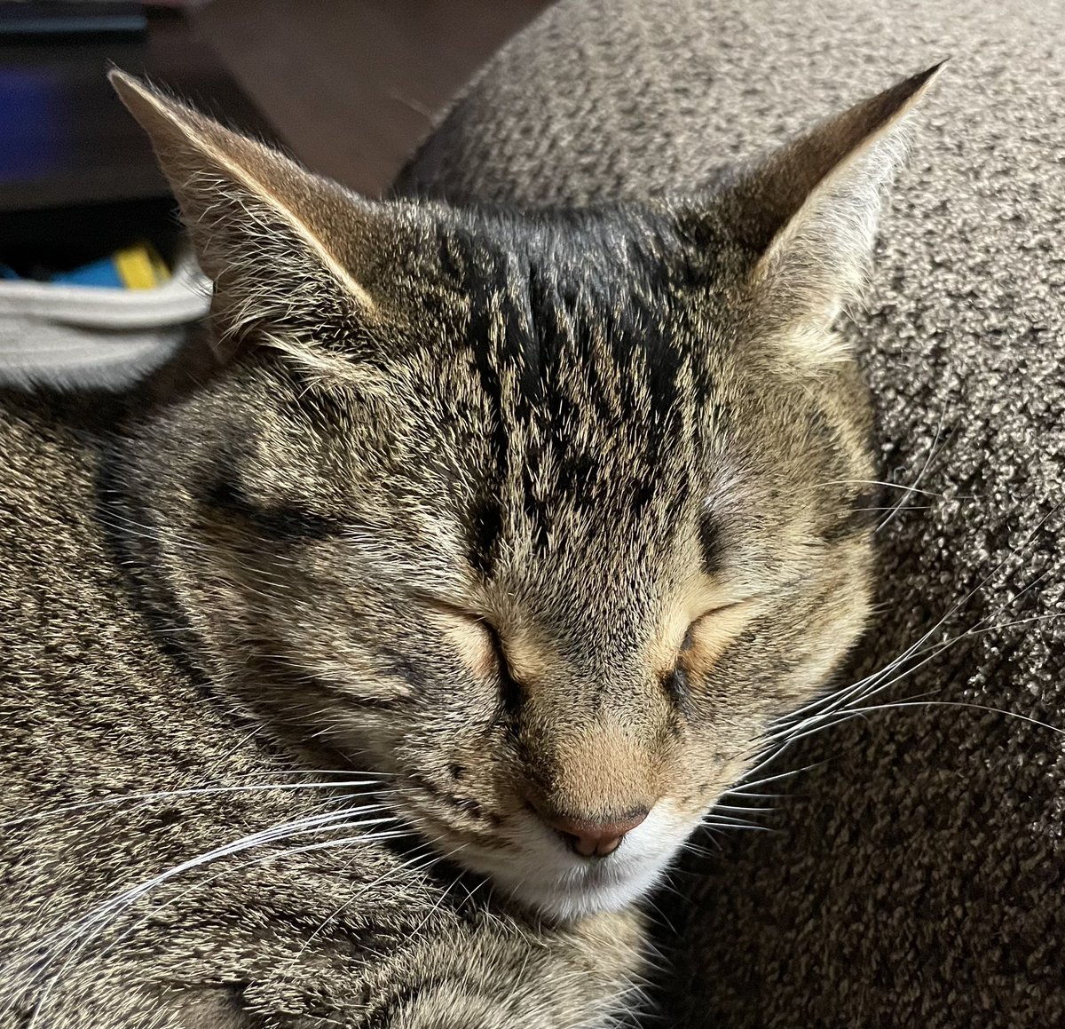 littlebazoo's tweet photo. @PostsOfCats https://t.co/v3bphp0Xqp