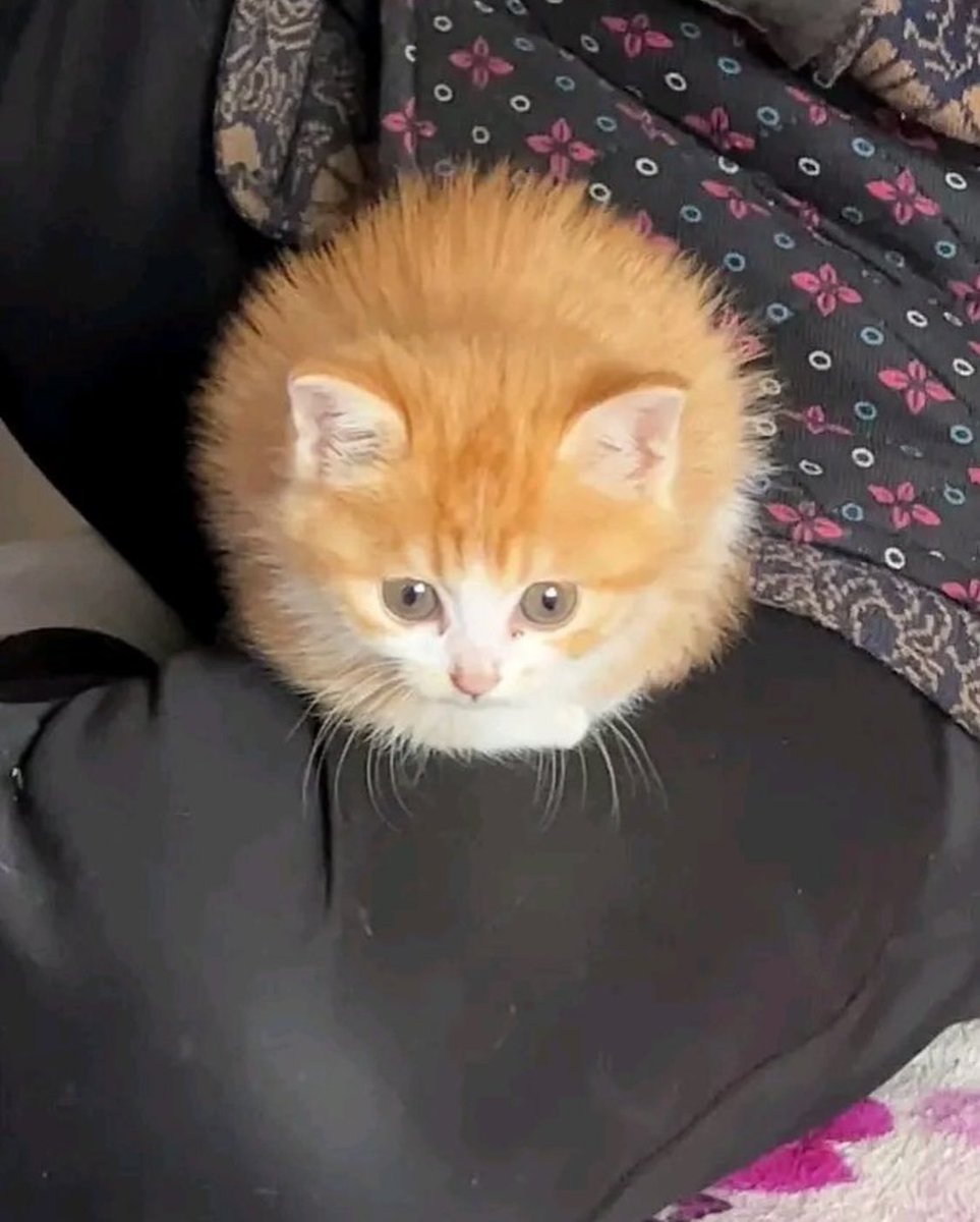Punch Cat tweet media