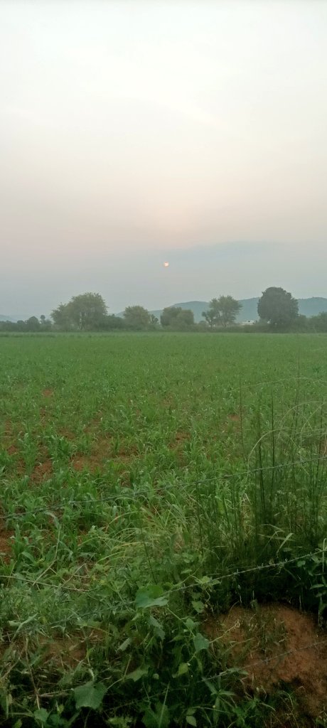 vikrmdev67's tweet photo. गांव की सुबह और शहर की सुबह में बहुत अंतर होता है शहर में उठते ही मकान ही  मकान और गांव में उठते  ही हरियाली की हरियाली दिखती है🤔🥰🥰
सुप्रभात राधे राधे🙏
Good morning🥰🥰 https://t.co/JugqzPfw4g