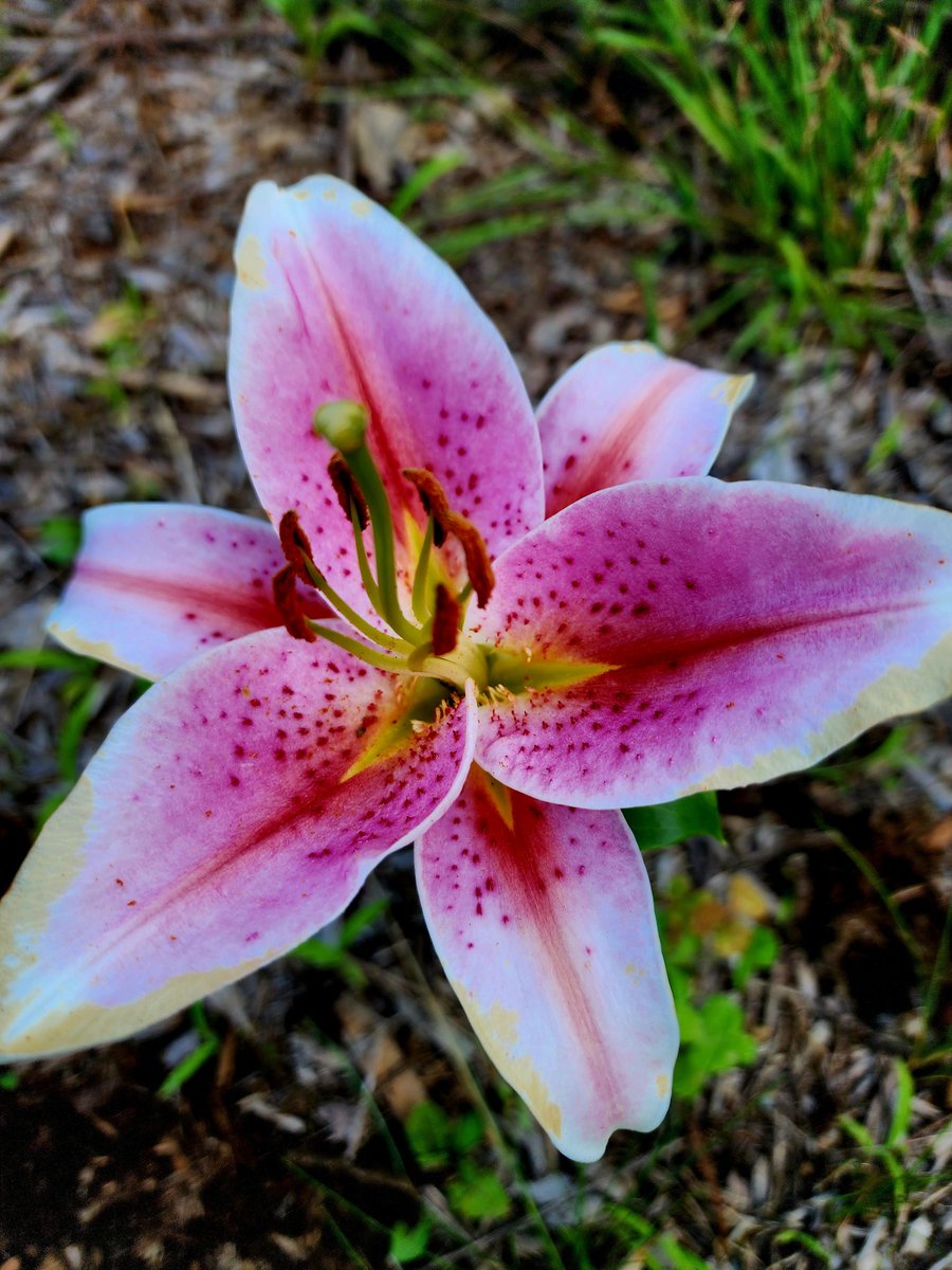 #Flowers #beautiful #nature #photography #lovely