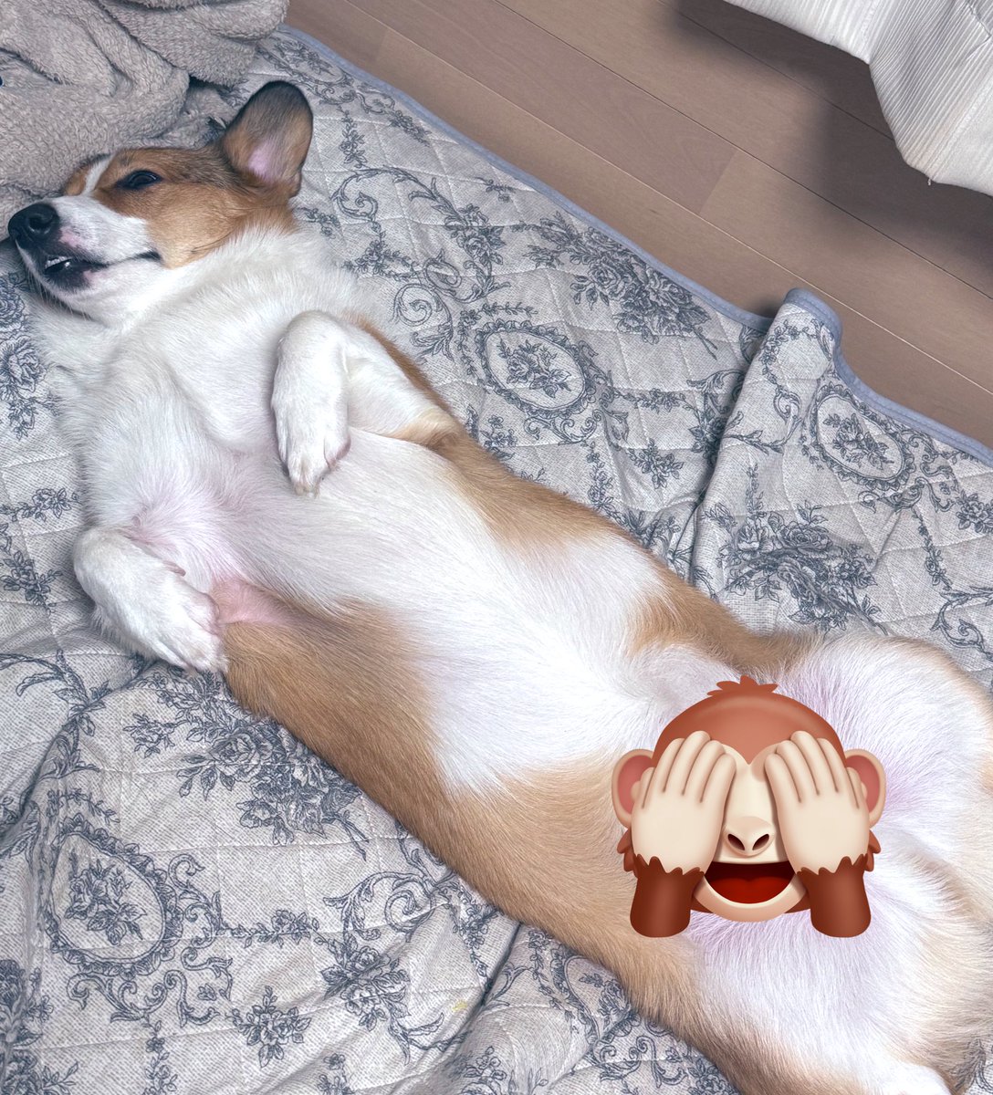 すんごい顔して寝てた（笑）爆睡（笑）

#コーギー #Corgi  #コーギーのいる暮らし #子犬 #お友達募集中 #LGBTQ
 #LGBTQ #LGBTQさんと繋がりたい  #セクマイさんと繋がりたい  #大人のセクマイさんと繋がりたい