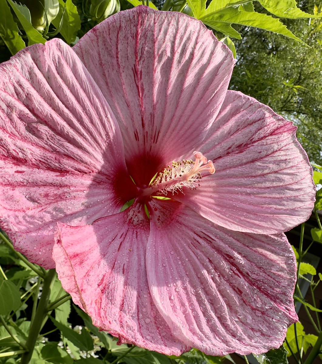 Deshawn68882369's tweet photo. Hardy Hibiscus @sjgiardini @ThePhotoHour #hardyhibiscus #hibiscus #summerflowers #FlowersOfTwitter #FlowersOfX https://t.co/NSGwWR8HQ7