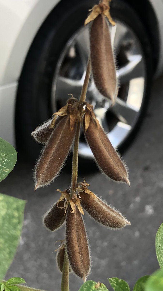 Jonathan Coronado tweet media