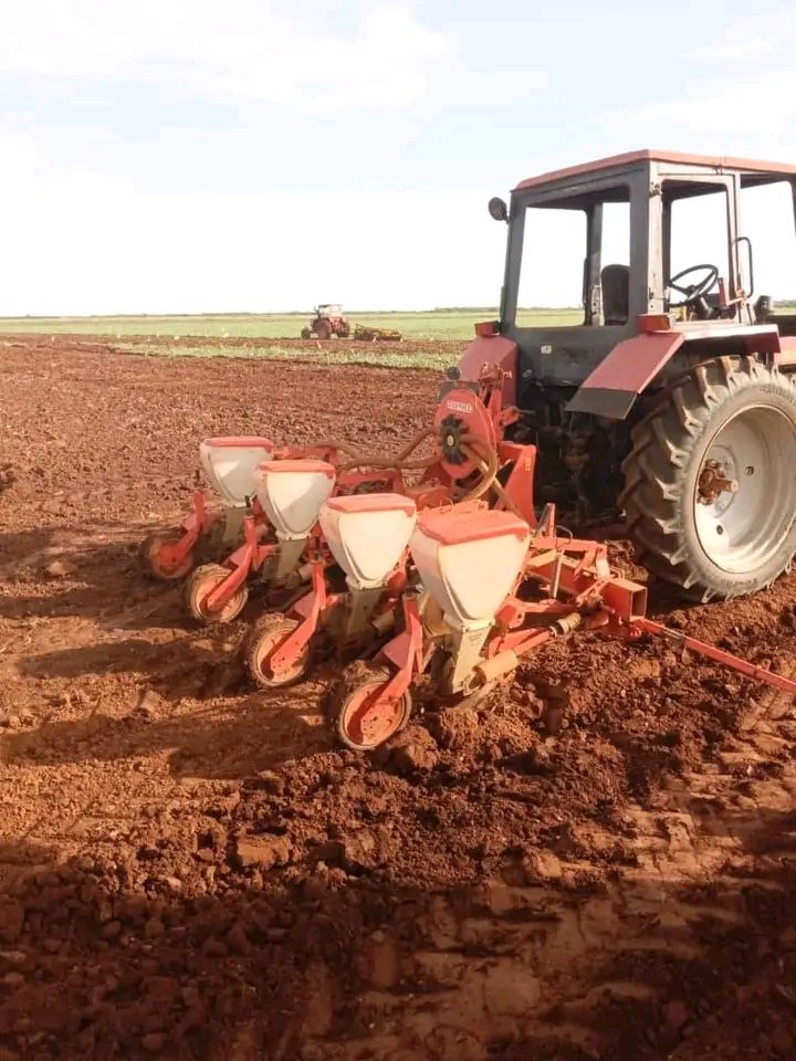 #AnapCuba La CPA Paquito González continúa avanzado en las labores de siembra y cultivo de sus producciones. #SinPerderUnDía  #AnapCiegoDeÁvila <a href="/FelixDuarteOrte/">Félix Duartes Ortega</a> <a href="/yoel_palmero/">Yoel Palmero Meneses</a> <a href="/SarduyYamila/">Yamila Sarduy Martínez</a> <a href="/OsmaniPerez18/">Osmani Pérez Márquez</a> <a href="/PresidenteANAPc/">Presidente Anap</a>