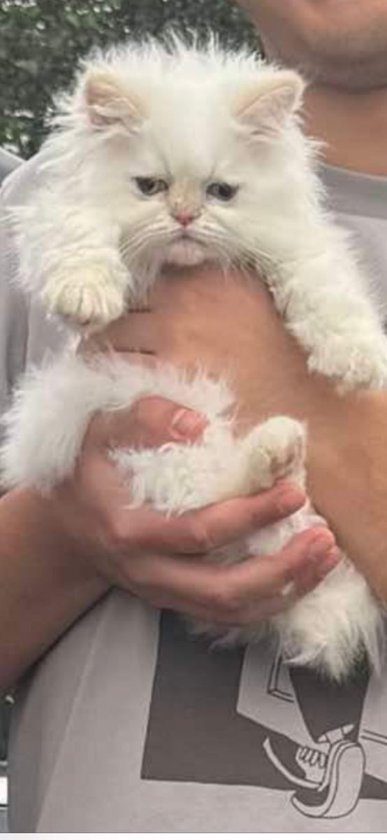 Introducing Dr. Elroy Katz.  We think he’s just a chiropractor, so we’re going to call him just Elroy: