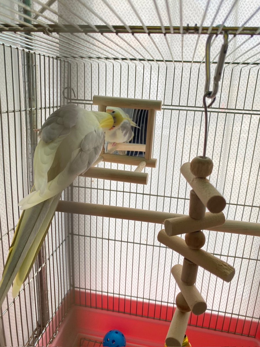 【拡散希望】
オカメインコの迷子情報です

場所：静岡県浜松市中央区高塚町
日時：24/7/20 9時
名前：ピノ
特徴：リングなし。色はパイド(黄色に翼部分がグレー)

情報お持ちの方、下記までご連絡を
09099402867
情報拡散のご協力お願いします