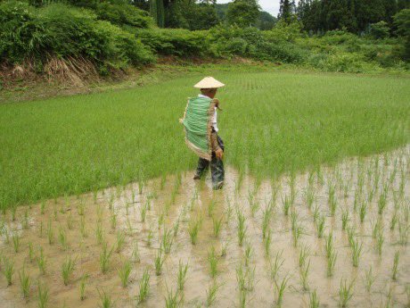 PaprikaGirl_JP's tweet photo. This season in the countryside, ta-no-kusa-tori (田草取り) is a summer chore that keeps the rice fields looking pristine. While weeding out the unnecessary grasses, children encounter tadpoles and water bugs, frogs and happy dragonflies. It is a Ghibli-like experience reserved for the fresh waters and greens of the countryside.