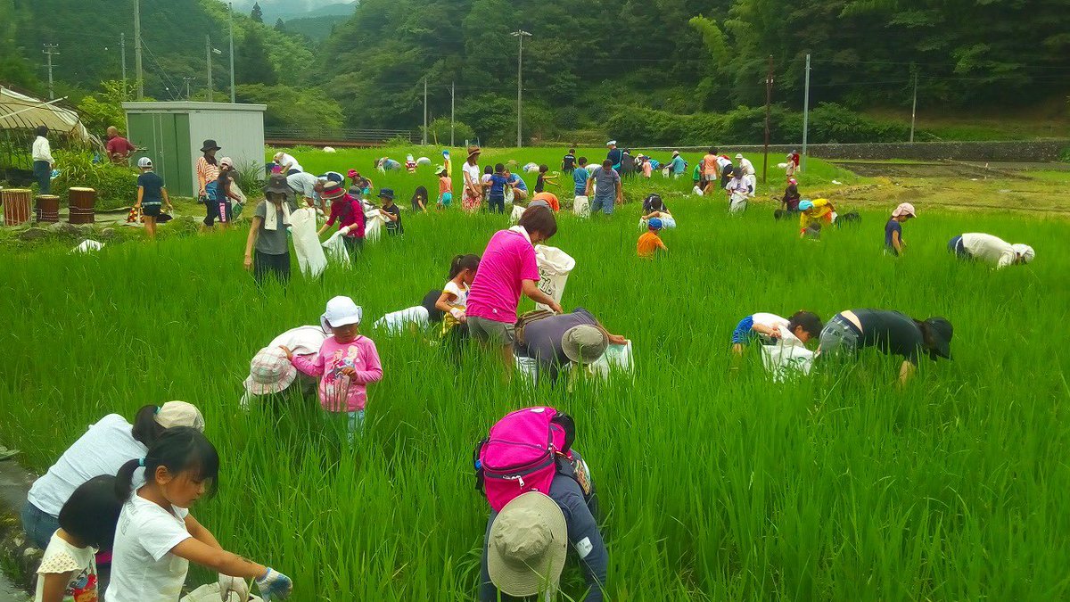 PaprikaGirl_JP's tweet photo. This season in the countryside, ta-no-kusa-tori (田草取り) is a summer chore that keeps the rice fields looking pristine. While weeding out the unnecessary grasses, children encounter tadpoles and water bugs, frogs and happy dragonflies. It is a Ghibli-like experience reserved for the fresh waters and greens of the countryside.