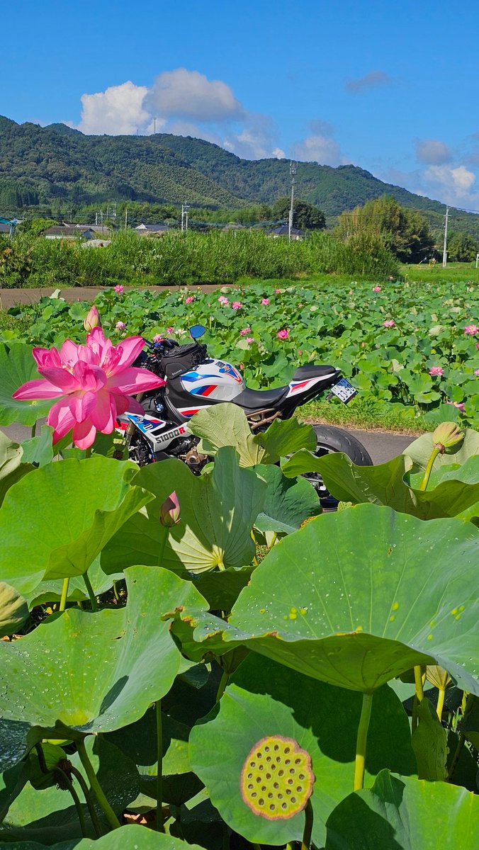 ThuyoshiZ900rs's tweet photo. 🪷蓮に擬態したら相棒👌😆 https://t.co/JEazX1n6Pq