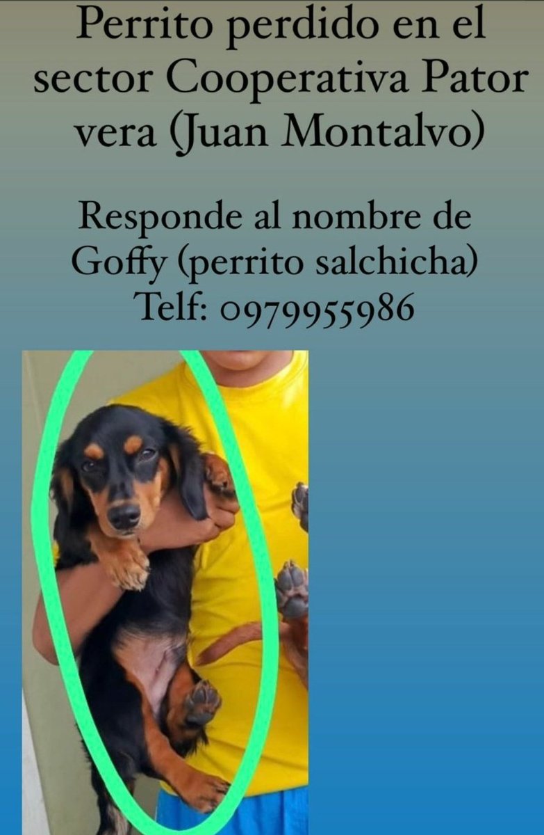 AlertaMePerdi's tweet photo. #PERDIDO #GUAYAQUIL
Nombre: #GOFY
Fecha: 20/07/24
Sector: Norte, Juan Montalvo, Coop. Pastor Vera
Sexo: Macho
Raza: Salchicha
Obsv.: Pequeño, pelaje un poco largo color negro
Contacto: 0995847316
¡Ayúdalo a volver con su familia!
#AlertaMePerdí https://t.co/kLmbOkcInm