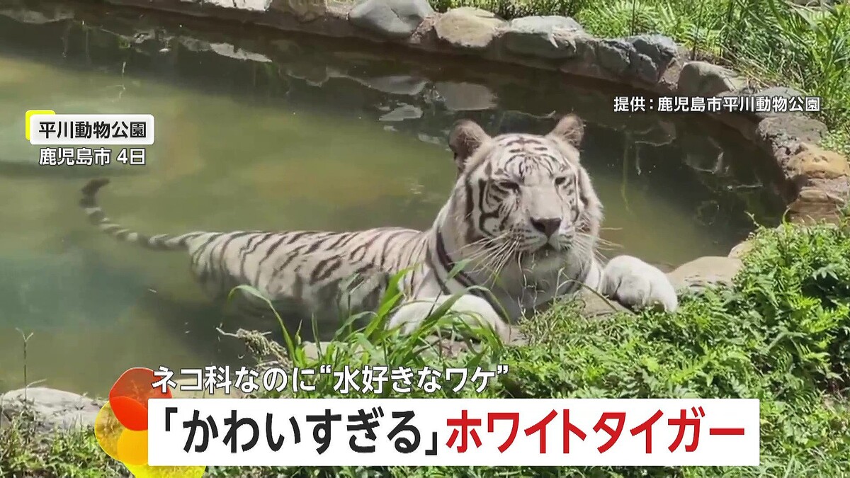 livedoornews's tweet photo. 【真夏日】プールでリラックス、ホワイトタイガーの水浴び姿が「かわいすぎる」と話題
https://t.co/xjI2TjKxxa

前足でプールのふちにつかまり、ゆったりと水浴びをする「メイ」。トラは人間のように汗をかくことが出���ず、体温調節が難しいため、水に浸かることで体温を下げているという。 https://t.co/fGGUF272KP