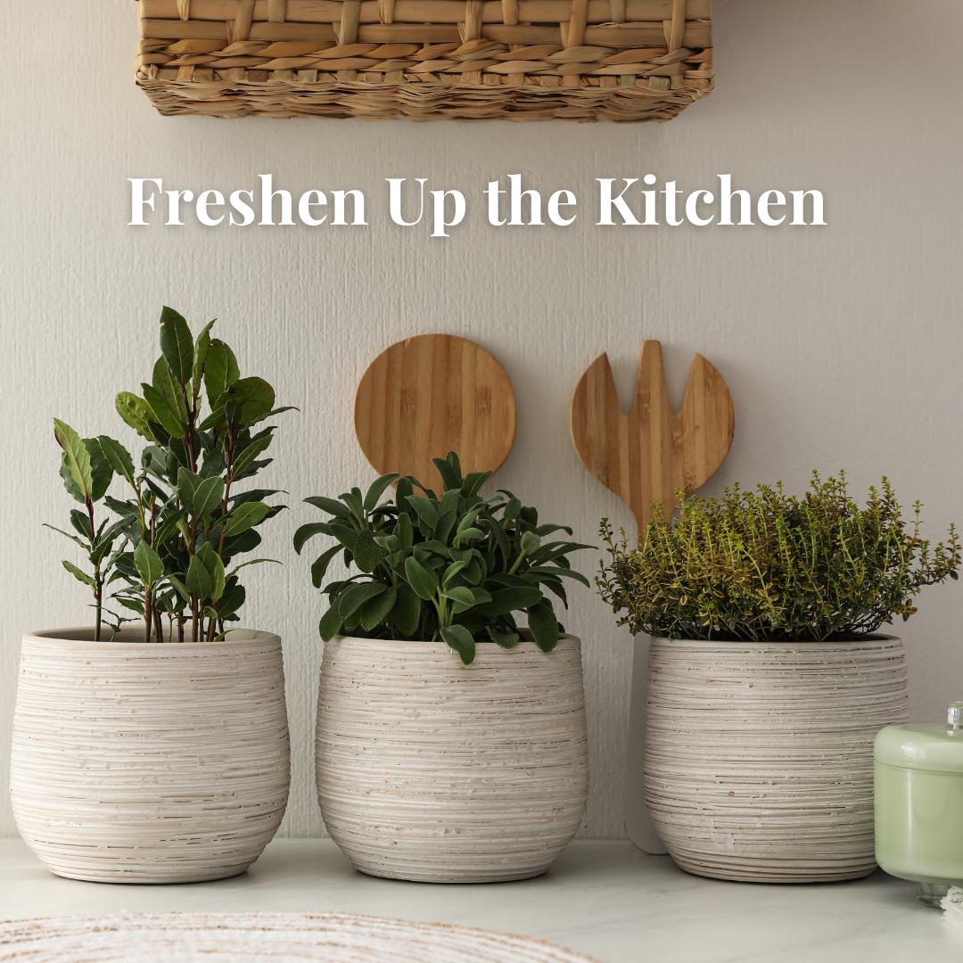Lapavava's tweet photo. Creating an herb garden adds fresh herbs and greenery to your space. It's the perfect addition to your dream kitchen. 

Some creative options include: 
1. Vertical Garden: Use wall-mounted planters or hanging pots to save counter space. 
2. Living Wall: Install a sturdy frame ... https://t.co/5ynzqidK2n