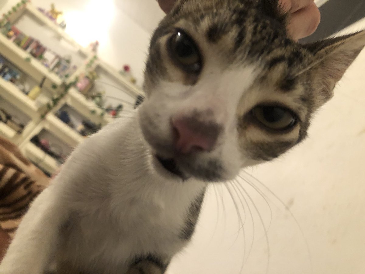 a mi gata le gusta chuparme el ojo y así quedó después de 5 min lamiendo mi delineado