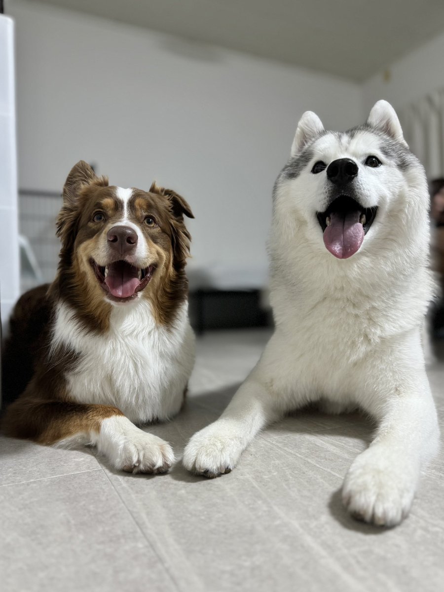 Siberianhakusky's tweet photo. そーいえば先週から静岡犬民になりました！
浜松ライフ、満喫しております😎
暑いのだけが悩みです🥵 https://t.co/7FR50UTHnB