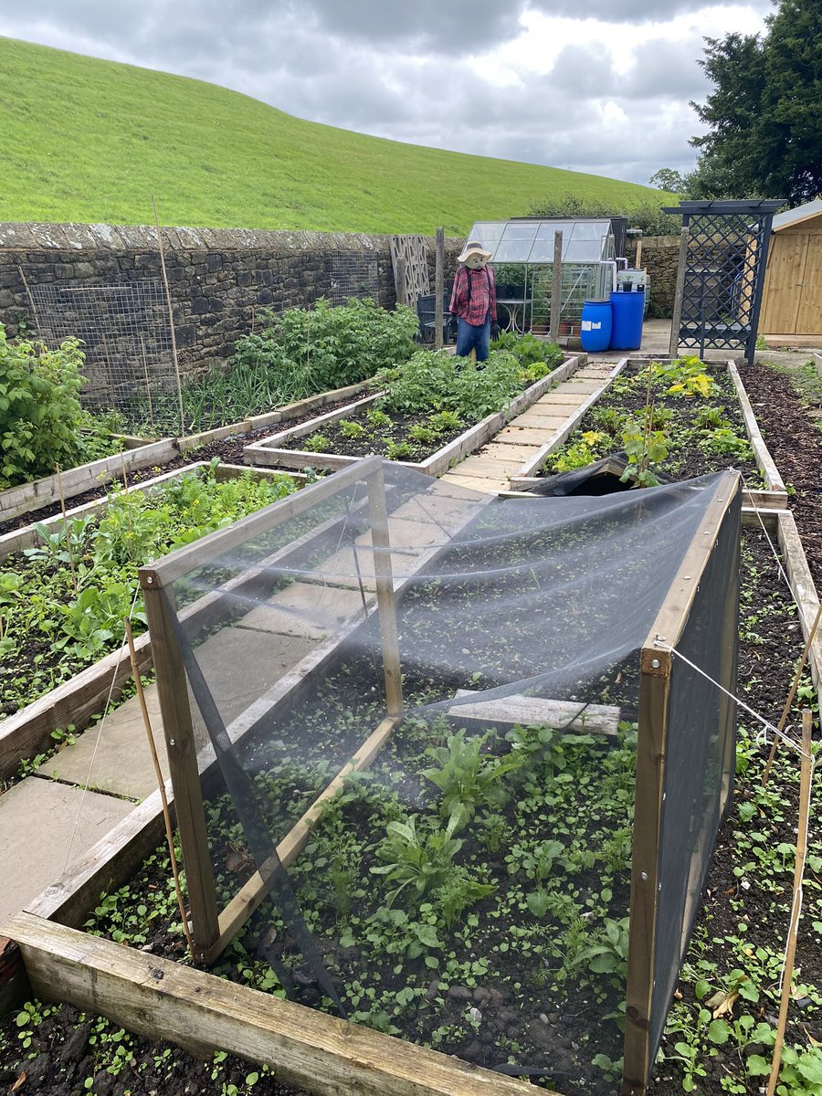 slingerpete1's tweet photo. @graham_parry @cfc_williams We got an allotment now - more than just tomatoes 😂 https://t.co/z4rVFWWoWE