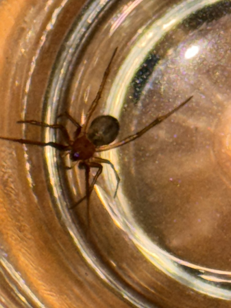 Alô alô <a href="/Michelotto8legs/">Michelotto8legs 🕷️🕸️</a> - isso é uma aranha marrom?