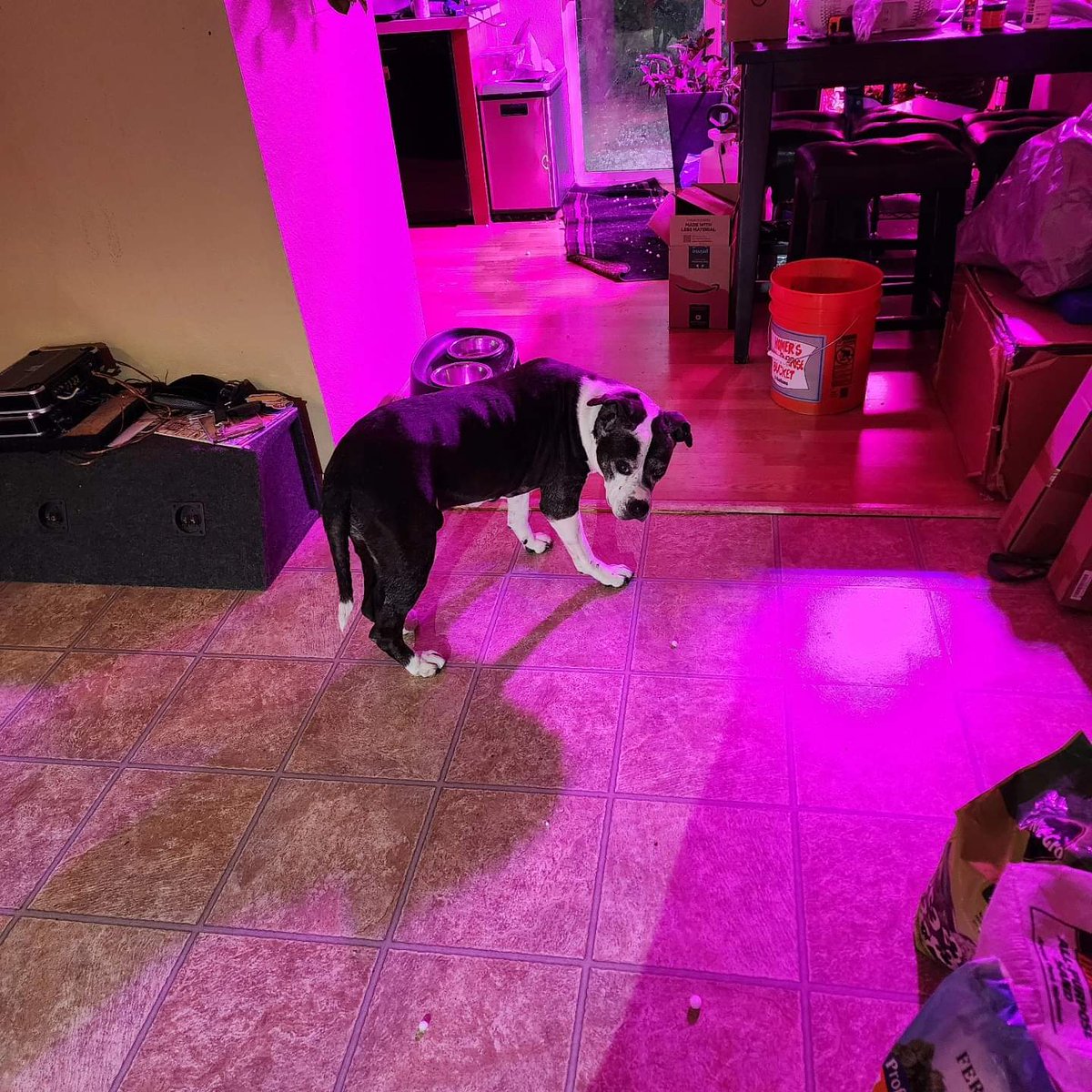 Vaesive_Plays's tweet photo. Didn't realize the back door was open until hail started flying 20ft into the living room 🤣 Jaeda's excited and eating them all...
---
#hail #hailstorm #colorado #coloradohailstorm #pittie #pitbullsofinstagram #pitbull #pibble #jaeda #houseseal #bullybreed #elderpup #elderbull https://t.co/CTFEh5O5eY