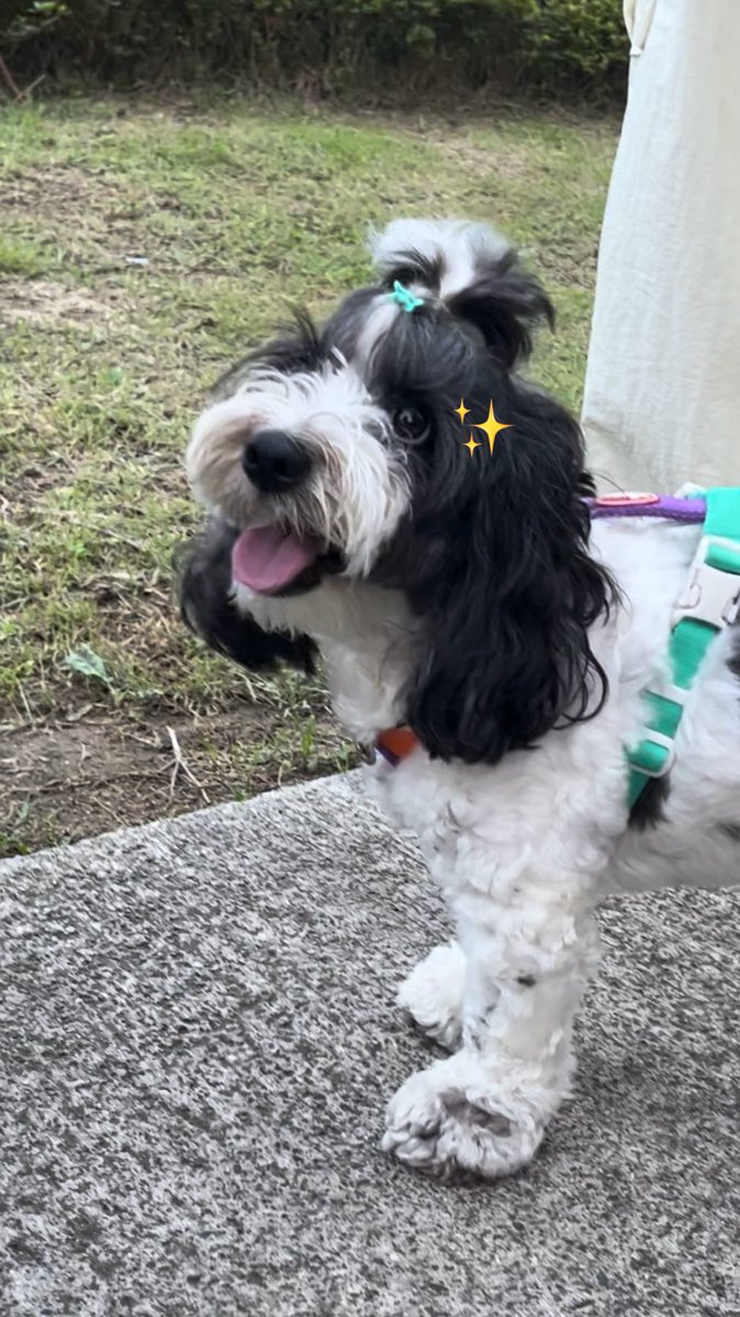 JIU_WON717's tweet image. 창원투어후기😶‍🌫️
샐럽찹찹에 @WonwooBar 이벤트 구경하다가👍원프들 남긴 따뜻한 메모들도 구경하고🥹

저녁 먹고 산책가다가 #전설 만남✨
#원우 이모님이랑 사촌동생분이 설이 산책시키고 계셨는데 원우가 아버님이 외로우실까봐 설이 데려왔다고 이모님이 얘기해주심ㅠㅠ진짜효자고양이잖앙🫳🐈‍⬛🥹