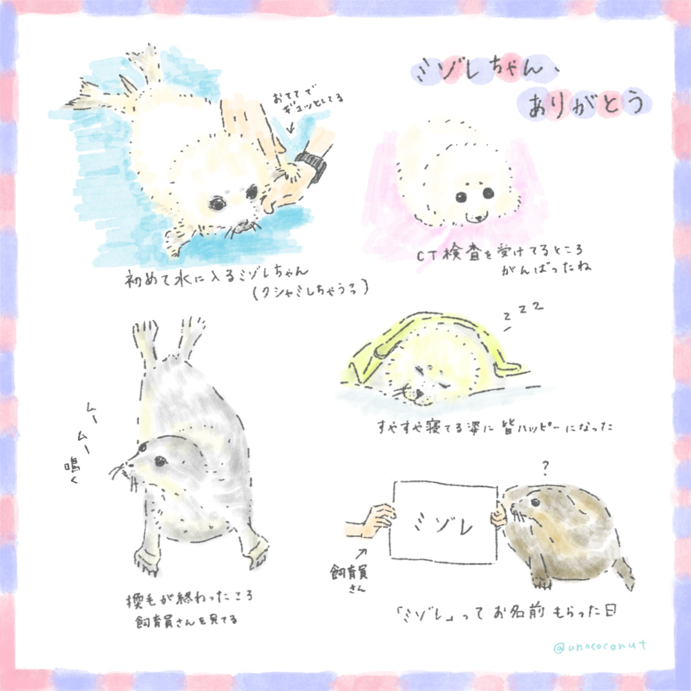 unococonut's tweet photo. 海遊館生まれのワモンアザラシのミゾレちゃん
コロナ禍で凹みがちだった頃、誕生のニュースを見て
ほわほわの姿に心があったかくなって回復しました(恩🦭)
天国に行っちゃったけど、たくさんかわいい姿を見せてくれてありがとう

海遊館まで会いにいったら良かったな
#ミゾレ大好きだよ #ミゾレ https://t.co/XVua6aNdaO