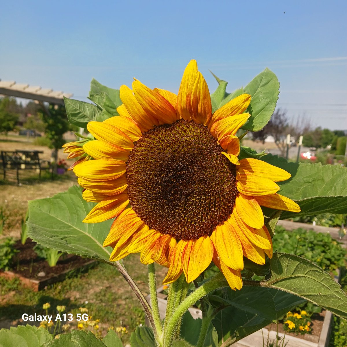 mhall55nine's tweet photo. Sunflowers with no bees, please quit using weed killer and pesticides 😫 #newflowers #gardeningtips #flowerphotography #nopesticides https://t.co/6uA3f5v3jY