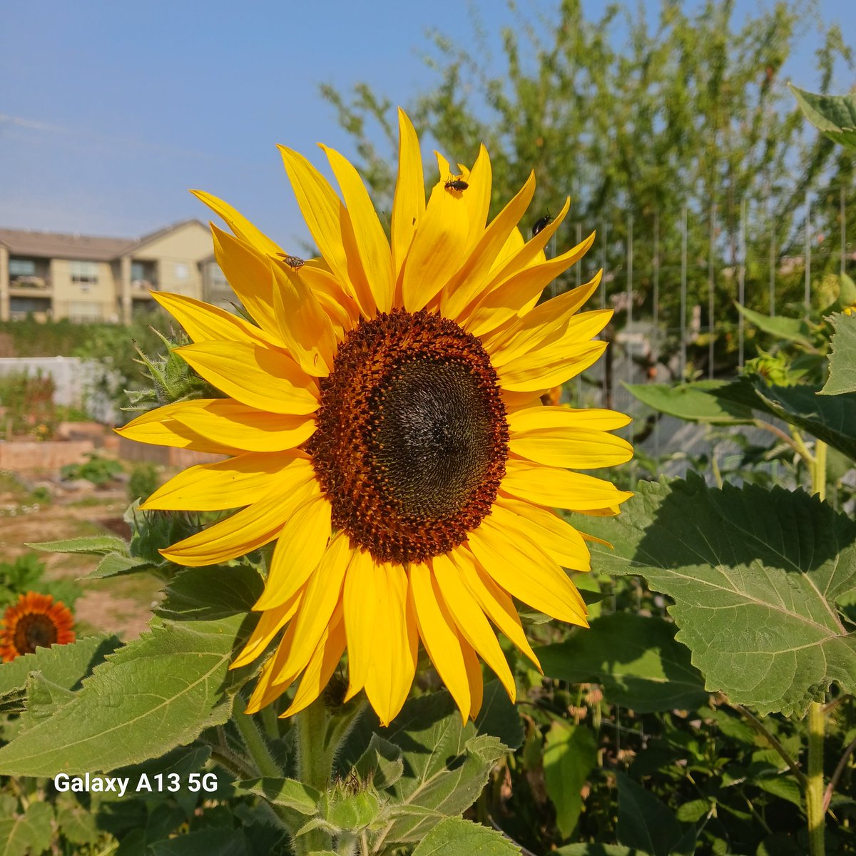 mhall55nine's tweet photo. Sunflowers with no bees, please quit using weed killer and pesticides 😫 #newflowers #gardeningtips #flowerphotography #nopesticides https://t.co/6uA3f5v3jY