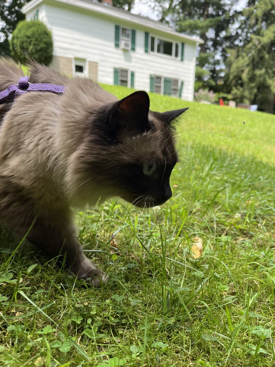 _beachdog's tweet image. sour had a nice walk today