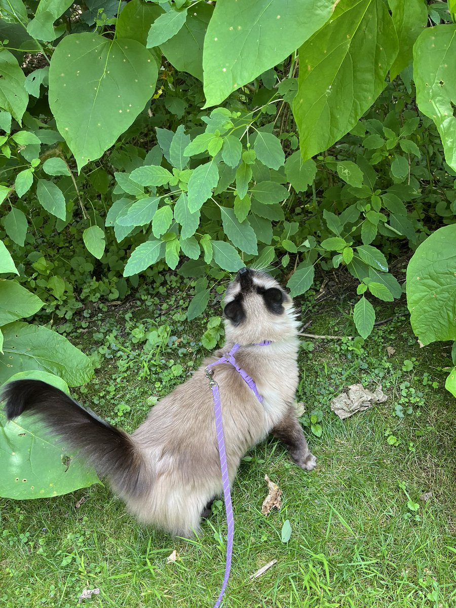 _beachdog's tweet image. sour had a nice walk today