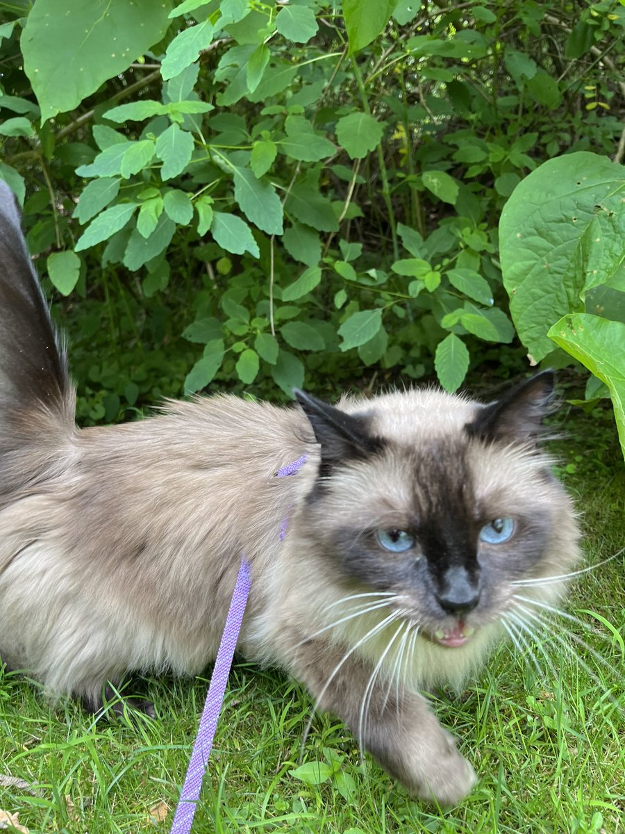 _beachdog's tweet image. sour had a nice walk today