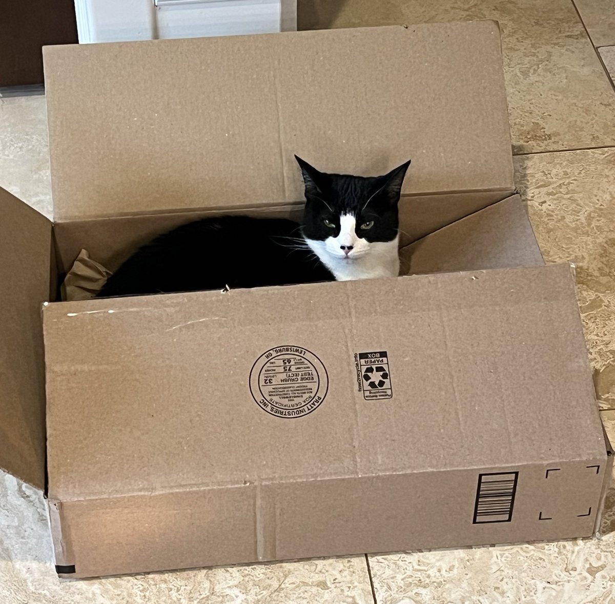 Lele found the secret. If mom’s lap isn’t available, a good box is the next best thing! #Caturday