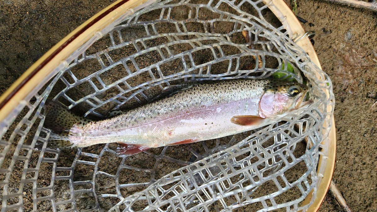 smore4672's tweet photo. Two consecutive weekends fishing with Dr. Bensadoun. Kimball was overcast and rainy today (McDowell County), with modest results. 

WW1 Memorial there beset by abandoned houses in a dying town. Strange to consider their lives and what was once. https://t.co/iSYo3S27pQ